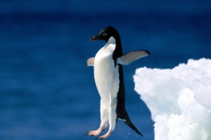 Leap of Faith Penguin366198694 300x200 - Leap of Faith Penguin - Stinger, Penguin, Leap, Faith